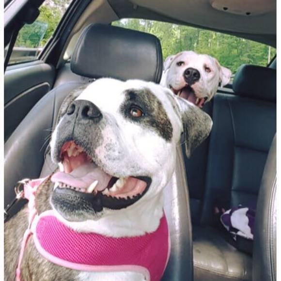 Meet your Posher, Tara - Picture 1 of 1